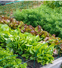 Greens growing in a garden