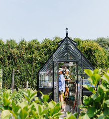 Two people work in a greenhouse